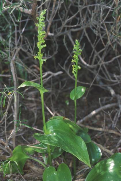 Genarya diphylla
