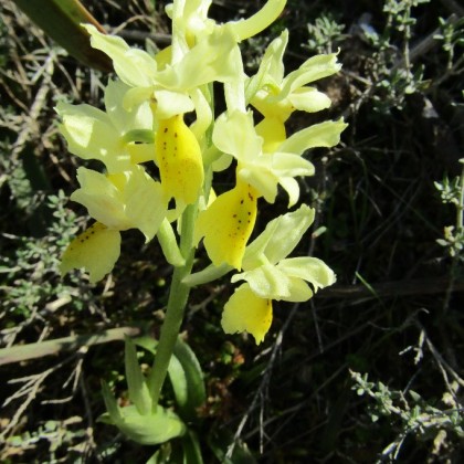 BarBaggio Poggio d'Oletta