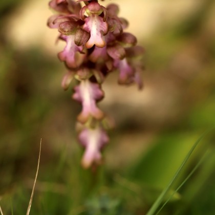 Récolte orchidologique 2024